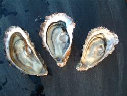 La Biologie de l'huître - Creuses de Cancale